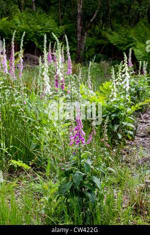 Fingerhut (Digitalis purpurea). Wächst in einem Bereich, in dem vor kurzem gefällten und feuchten Wäldern gelöscht. Calthorpe Breite SSSI, Norfolk. Stockfoto