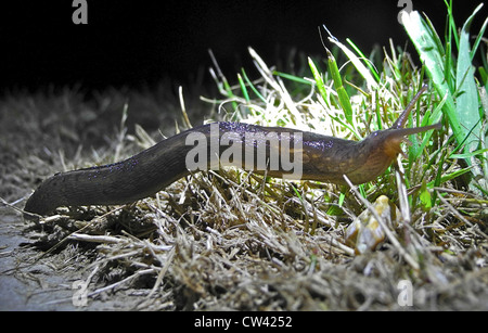 Dies ist der gemeinsame Garten Slug (Arion Distinctus/Arion Hortensis) UK Stockfoto