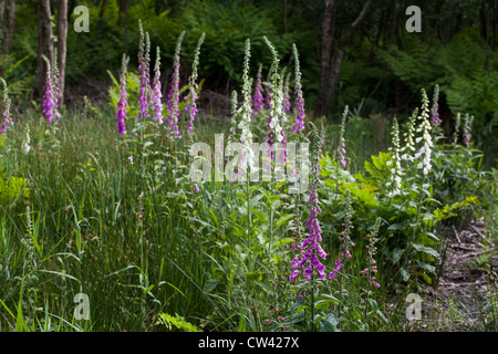 Fingerhut (Digitalis purpurea). Wächst in einem Bereich, in dem vor kurzem gefällten und feuchten Wäldern gelöscht. Calthorpe Breite SSSI, Norfolk. Stockfoto