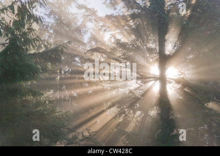 Sonnenstrahlen durch die Bäume im Nebel, Scenic Beach State Park, Seabeck, Washington State, USA Stockfoto
