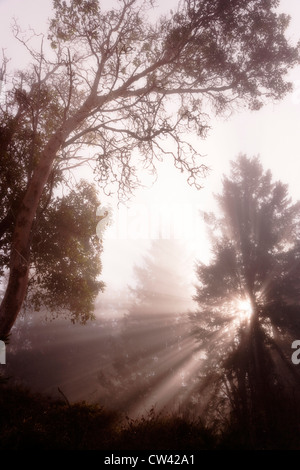 Sonnenstrahlen Streuung durch Bäume im Nebel, Seabeck, Washington State, USA Stockfoto