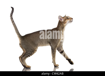 Oriental Shorthai, Erwachsenen zu Fuß. Studio Bild vor einem weißen Hintergrund Stockfoto