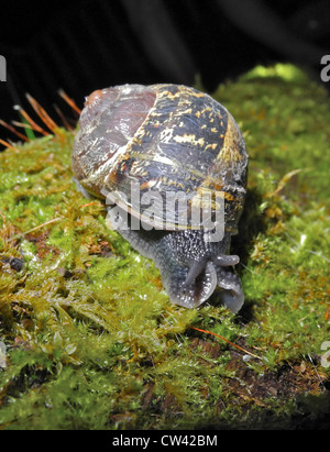 Schnecke Garten Schnecke (Helix Aspersa) Garten Schädling Stockfoto