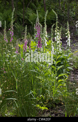 Fingerhut (Digitalis purpurea). Wächst in einem Bereich, in dem vor kurzem gefällten und feuchten Wäldern gelöscht. Calthorpe Breite SSSI, Norfolk. Stockfoto