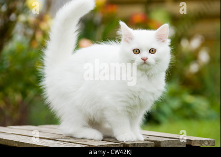 British Longhair. Weiße Kätzchen stehend auf einem Gartentisch Stockfoto