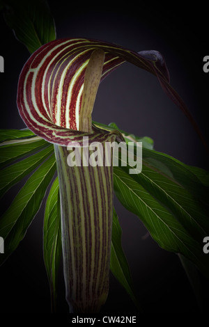 Cobra Lily (Arisaema Consanguineum) kennen, als Jack auf der Kanzel Stockfoto