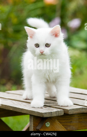 British Longhair. Weiße Kätzchen stehend auf einem Gartentisch Stockfoto