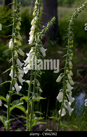 Fingerhut (Digitalis Purpurea). Stiele mit Blüten. Weiße Farbe Vielzahl. Zwanzig bis achtzig Blumen finden Sie auf einem Stiel. Stockfoto