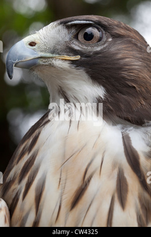 Nahaufnahme eines rot - angebundener Falke (Buteo Jamaicensis), Ketchikan, Alaska, USA Stockfoto