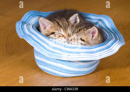 Hauskatze. Zwei Kätzchen schlafen in einem blau-weißen Hut Stockfoto