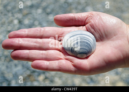 Muschel in der Handfläche einer Hand womans Stockfoto