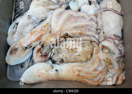 Oktopus zum Verkauf am Fischmarkt von Split, Dalmatien, Kroatien. Stockfoto