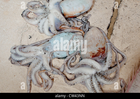 Oktopus zum Verkauf am Fischmarkt von Split, Dalmatien, Kroatien. Stockfoto