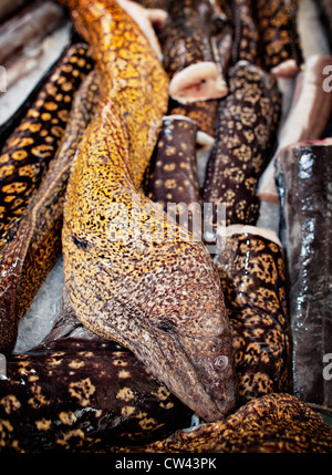 Muränen zum Verkauf am Fischmarkt von Split, Dalmatien, Kroatien. Stockfoto