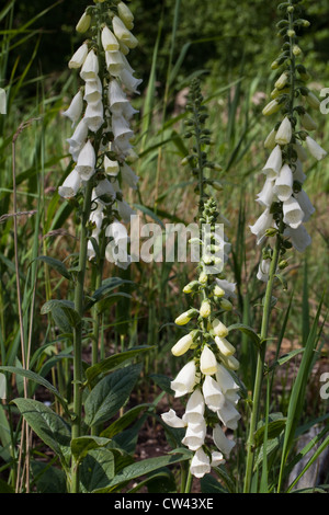 Fingerhut (Digitalis Purpurea). Stiele mit Blüten. Weiße Farbe Vielzahl. Stockfoto