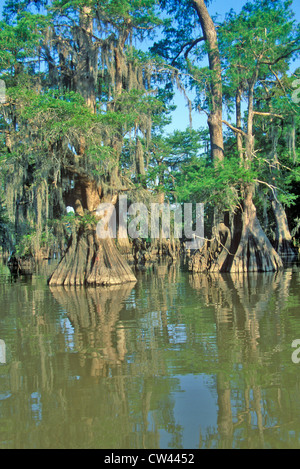 Zypressen in den Bayou Lake Fausse Pointe State Park, Louisiana Stockfoto