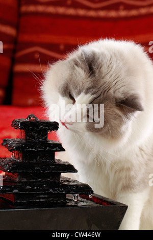 Ragdoll Katze. Erwachsene trinken aus einem dekorativen Zimmerbrunnen Stockfoto