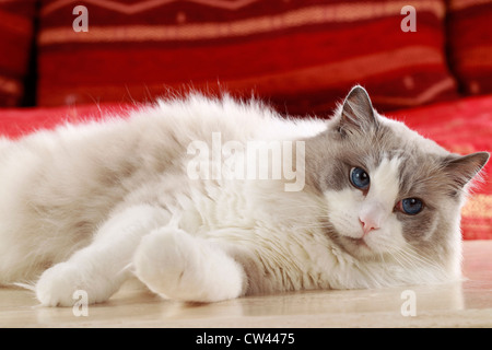 Ragdoll Katze. Erwachsene liegen auf Parkett Stockfoto