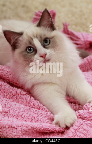 Ragdoll Katze. Erwachsenen auf einem rosa Decke liegend Stockfoto