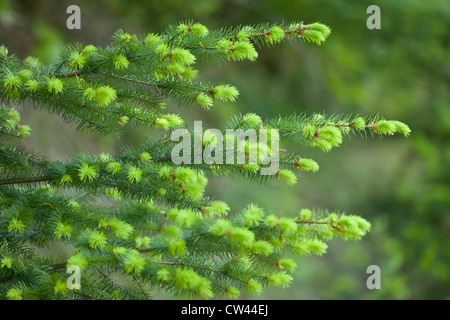 USA Oregon Columbia River Gorge Columbia River historischen Autobahn Weg von Mosier in Hood River neues Wachstum auf Douglas-Tanne Stockfoto