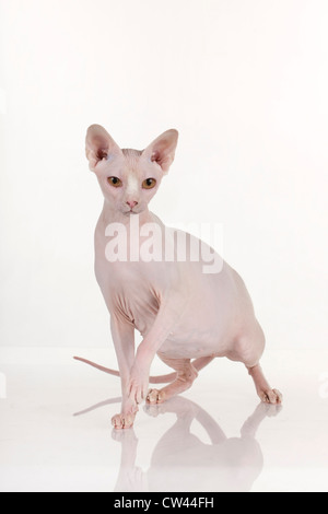 Sphynx Katzen, Erwachsenen stehen. Studio Bild vor einem weißen Hintergrund Stockfoto