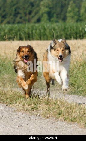 Rough Collie, Laong kurzhaarige Collie. Zwei Erwachsene, die entlang einem Feldweg Stockfoto