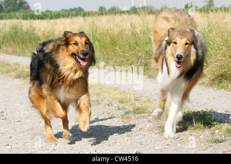 Rough Collie, Laong kurzhaarige Collie. Zwei Erwachsene, die entlang einem Feldweg Stockfoto