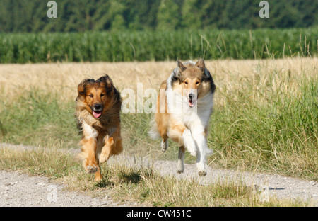 Rough Collie, Laong kurzhaarige Collie. Zwei Erwachsene, die entlang einem Feldweg Stockfoto