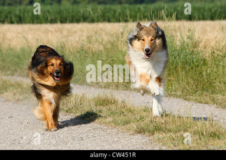 Rough Collie, Laong kurzhaarige Collie. Zwei Erwachsene, die entlang einem Feldweg Stockfoto