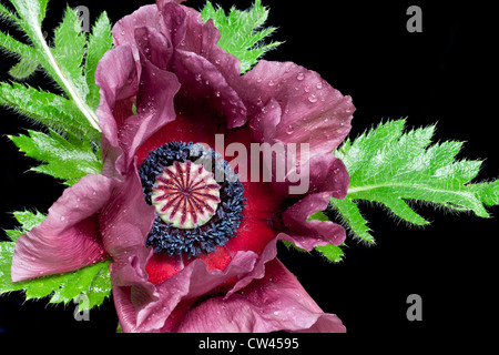Pattys Plum Poppy auf schwarzem Hintergrund Stockfoto