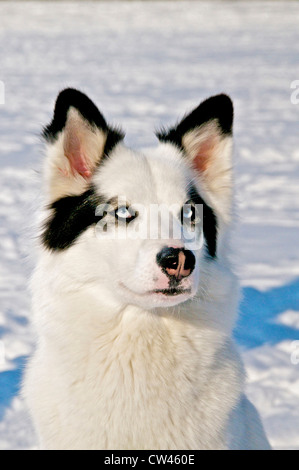 East siberian laika hotsell