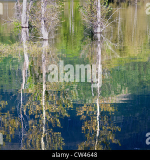 USA, Washington State, Lake Cle Elum, Baum, Spiegelungen im Wasser Stockfoto