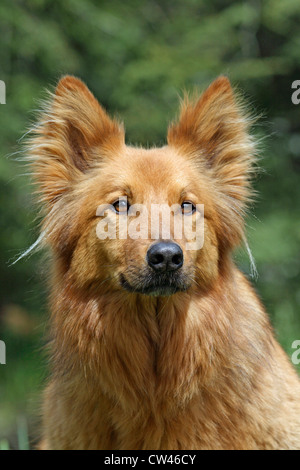 Alte deutsche Shepdog, Harzer Fuchs. Porträt von 10 Jahre alt, Männlich Stockfoto