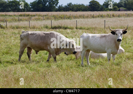 White Park Rind (Bos Taurus). Bull, links, Kuh rechts. Stockfoto