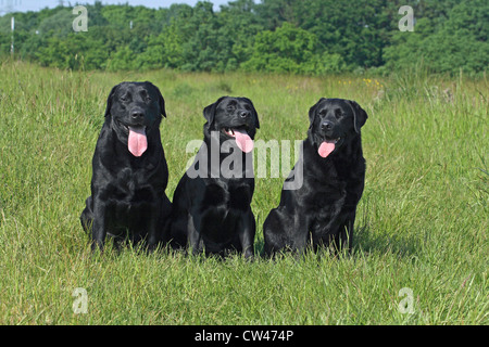 Labrador Retriever. Drei schwarze Erwachsene sitzen nebeneinander auf einer Wiese Stockfoto