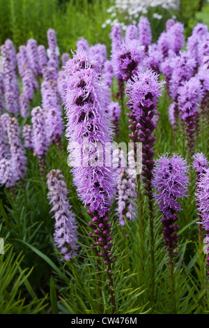 Liatris Spicata, dichten Blazing Star oder Prärie Gay feather Stockfoto