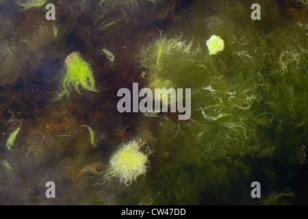 Decke das Unkraut (Cladophora sp.). Eine Matte von schwimmenden Wasserpflanzen Algen auf der Oberfläche eines Teiches Feld Rand. Norfolk. Stockfoto