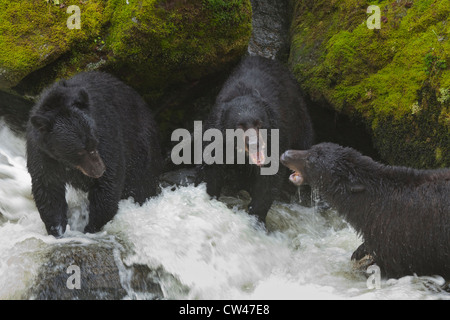 USA, Alaska, Tongass National Forest, Anan Tierwelt Observatory, Schwarzbären, die besten Fanggebiete am Anan Creek Streit Stockfoto