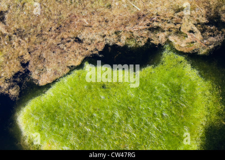 Decke das Unkraut (Cladophora sp.). Matten aus schwimmenden Wasserpflanzen Algen auf der Oberfläche eines Teiches Feld Rand. Norfolk. Stockfoto