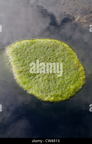 Decke das Unkraut (Cladophora sp.). Eine Matte von schwimmenden Wasserpflanzen Algen auf der Oberfläche eines Teiches Feld Rand. Norfolk. Stockfoto