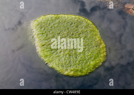 Decke das Unkraut (Cladophora sp.). Eine Matte von schwimmenden Wasserpflanzen Algen auf der Oberfläche eines Teiches Feld Rand. Norfolk. Stockfoto