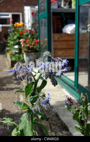 BORRANGO OFFICINALIS. BORRETSCH. Stockfoto