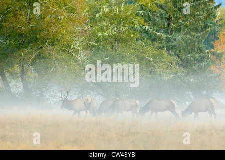 Roosevelt Elche (Cervus Canadensis Roosevelti) im Nebel, Quinault, Quinault River Road, Washington State, USA Stockfoto