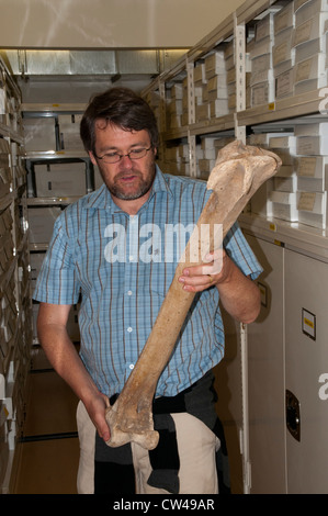 Paul Scofield aus Canterbury Museum in Christchurch in Neuseeland zeigt den Oberschenkelknochen von einem riesigen Moa. Stockfoto