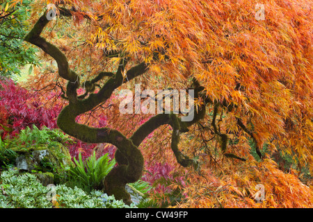 Japanischer Ahorn (Acer Palmatum) Baum im Herbst Stockfoto