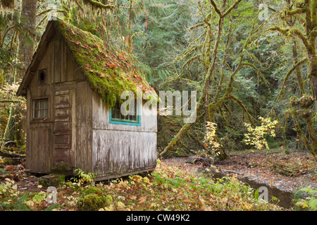 Alte Hütte in einem Wald, Olympic Nationalpark, Washington State, USA Stockfoto
