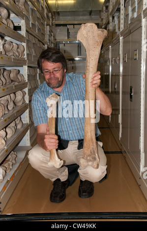 Paul Scofield von Canterbury Museum in Christchurch in Neuseeland zeigt die Oberschenkelknochen von männlich (Rechte Hand) und weibliche Riesen Moas. Stockfoto