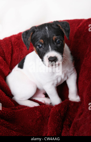 Studioaufnahme von Jack Russel Terrier Welpen Stockfoto