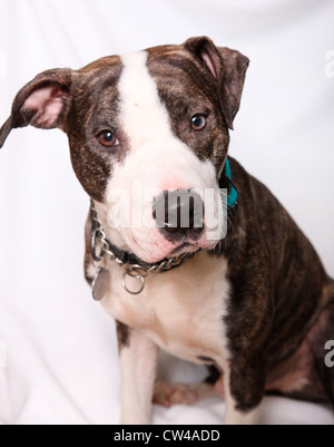 Studioaufnahme von Pit Bull Stockfoto