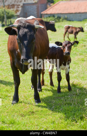 Gloucester Rinder (Bos Taurus). Kühe und Kälber. Stockfoto